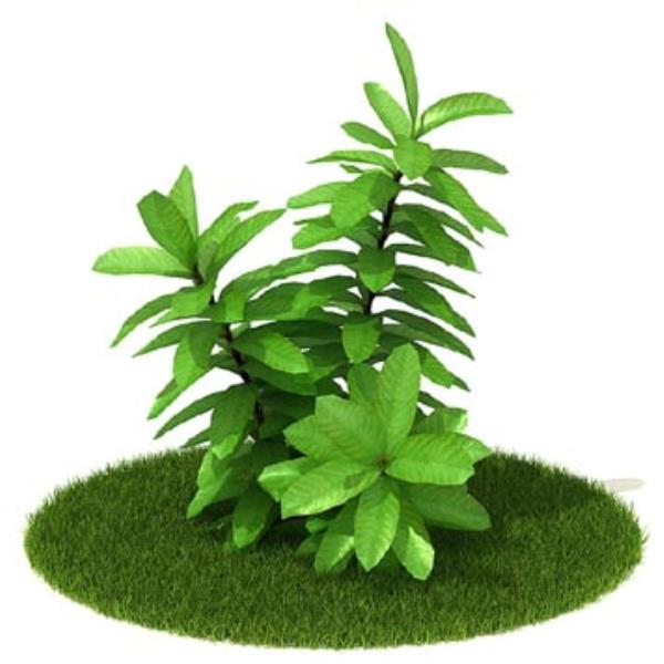 مدل سه بعدی گیاه - دانلود مدل سه بعدی مدل سه بعدی گیاه - آبجکت سه بعدی مدل سه بعدی گیاه - دانلود آبجکت سه بعدی مدل سه بعدی گیاه - دانلود مدل سه بعدی fbx - دانلود مدل سه بعدی obj -plant 3D Model 3d model free download  - plant 3D Model 3d Object - plant 3D Model OBJ 3d models - plant 3D Model FBX 3d Models-